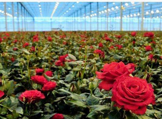 宜春鲜花保鲜库设计公司推荐