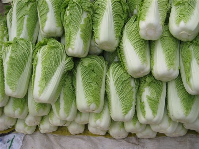 大白菜冷库安装好后储藏需要做好哪些准备工作?