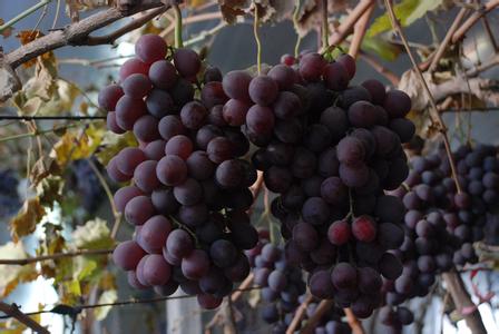 葡萄贮藏葡萄保鲜库使用应规范