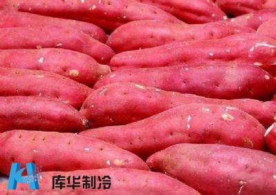 红薯贮藏红薯保鲜冷库保鲜技术